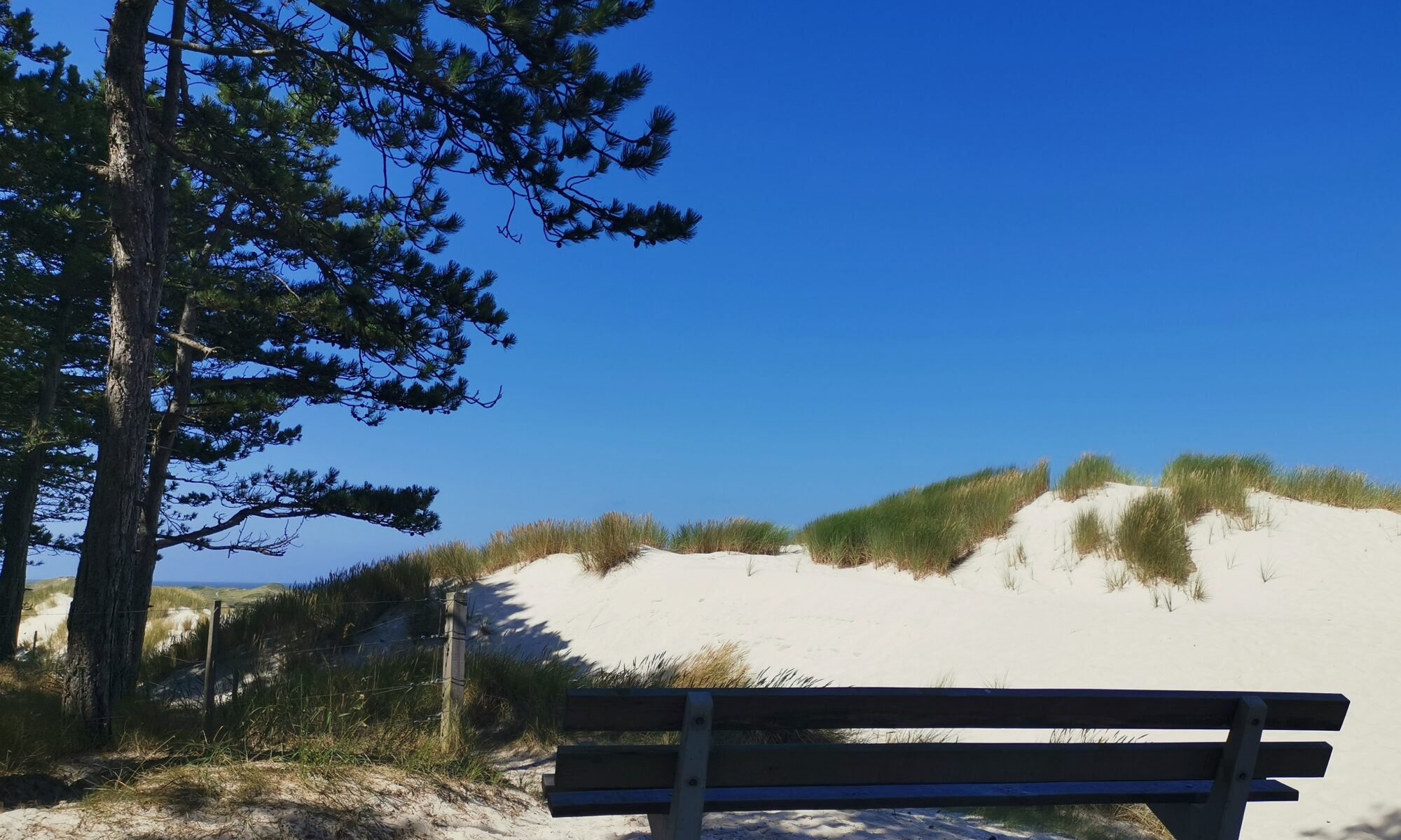 Düne Bank Ausblick Meer