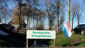 Schapenkaas