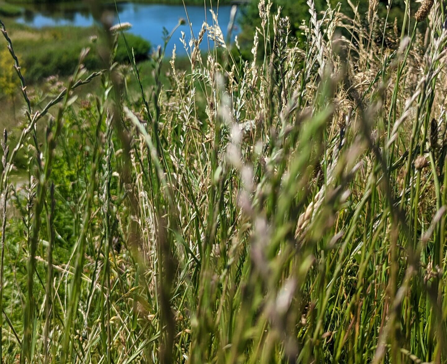  Mit dem Rad durch Nordholland Oudkaspel, Broek op Langedijk 🧑‍🌾🌱, Noord-Scharwoude und Zuid-Scharwoude 